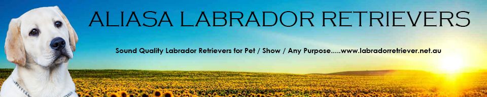 ALIASA LABRADOR RETRIEVERS